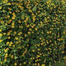 50 Seeds Black Eyed Susan Vine Seeds Includes Fast Growing 50 Seeds Black Eyed Susan Vine Seeds Includes Fast Growing