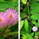 30 Seeds Sensitive Plant Touch Me Not Mimosa Pudica Makahiya Fast Growing 30 Seeds Sensitive Plant Touch Me Not Mimosa Pudica Makahiya Fast Growing