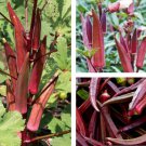 50 Seeds Red Burgundy Okra Seeds Non GMO Heirloom Fast Growing 50 Seeds Red Burgundy Okra Seeds Non GMO Heirloom Fast Growing