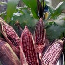 50 Seeds Double Red Sweet Corn Seeds Non GMO Fast Growing 50 Seeds Double Red Sweet Corn Seeds Non GMO Fast Growing