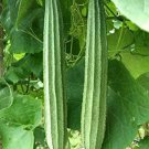 10 Seeds Patola I Ridge Gourd Chinese Okra Angled Luffa Gourd Sigua Fast Growing 10 Seeds Patola I Ridge Gourd Chinese Okra Angled Luffa Gourd Sigua Fast Growing