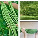 15 Seeds Dark Green Yard Long Bean String Bean Asparagus Bean I Sitaw Fast Growing