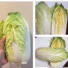 500 Chinese Cabbage Seeds Michihili Heading Cabbage Brassica Rapa Fast Growing 500 Chinese Cabbage Seeds Michihili Heading Cabbage Brassica Rapa Fast Growing