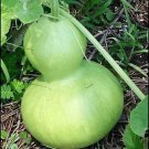 10 Seeds Birdhouse Gourd I Calabash Asian Buddha Squash Vegetable Seeds Fast Growing