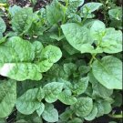 30 Seeds Organic Green Malabar Spinach Mồng Tơi Fast Growing