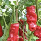 30 Seeds Rare Red Peter Pepper I Capsicum Annuum Var Annuum I Heirloom Pepper Fast Growing 30 Seeds Rare Red Peter Pepper I Capsicum Annuum Var Annuum I Heirloom Pepper Fast Growing