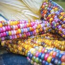 25 Seeds Beautiful Translucent Glass Gem Corn Seeds For Planting  Fast Growing