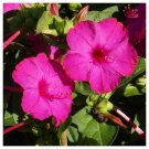 25 Rose Four O Clock Mix Seeds Fresh For Your Flower Gardens Fast Growing
