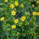 25 Yellow Four O Clock Mix Seeds Fresh For Your Flower Gardens Fast Growing 25 Yellow Four O Clock Mix Seeds Fresh For Your Flower Gardens Fast Growing