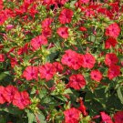 25 Red Four O Clock Mix Seeds Fresh For Your Flower Gardens Fast Growing 25 Red Four O Clock Mix Seeds Fresh For Your Flower Gardens Fast Growing