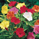 25 Four O Clock Mix Seeds Fresh For Your Flower Gardens Fast Growing 25 Four O Clock Mix Seeds Fresh For Your Flower Gardens Fast Growing