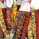 50 Rainbow Ornamental Corn Seeds Fresh Harvest For Gardens Fast Growing