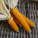 50 Lady Fingers Popcorn Seeds Fresh Harvest For Gardens Fast Growing 50 Lady Fingers Popcorn Seeds Fresh Harvest For Gardens Fast Growing