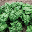 100 Giant Noble Spinach Seeds Fresh Harvest For Gardens Fast Growing 100 Giant Noble Spinach Seeds Fresh Harvest For Gardens Fast Growing