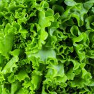 800 Waldman S Green Leaf Lettuce Seeds Fresh Harvest For Gardens Fast Growing 800 Waldman S Green Leaf Lettuce Seeds Fresh Harvest For Gardens Fast Growing