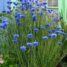 250 Bachelor Button Tall Blue Cornflower Fresh Harvest For Gardens Fast Growing 250 Bachelor Button Tall Blue Cornflower Fresh Harvest For Gardens Fast Growing
