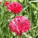 250 Bachelor Button Tall Red Cornflower Fresh Harvest For Gardens Fast Growing 250 Bachelor Button Tall Red Cornflower Fresh Harvest For Gardens Fast Growing