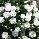 250 Bachelor Button Tall White Cornflower Fresh Harvest For Gardens Fast Growing 250 Bachelor Button Tall White Cornflower Fresh Harvest For Gardens Fast Growing