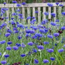 250 Bachelor Button Dwarf Blue Cornflower Fresh Harvest For Gardens Fast Growing 250 Bachelor Button Dwarf Blue Cornflower Fresh Harvest For Gardens Fast Growing