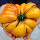 50 Hillbilly Tomato Seeds Fresh Harvest For Gardens Fast Growing 50 Hillbilly Tomato Seeds Fresh Harvest For Gardens Fast Growing