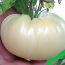 50 Great White Tomato Seeds Fresh Harvest For Gardens Fast Growing
