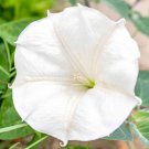 25 White Moonflower Morning Glory Seeds Fresh Harvest For Gardens Fast Growing