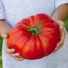550 Beefsteak Tomato Seeds Heirloom Fresh Harvest For Gardens Fast Growing 550 Beefsteak Tomato Seeds Heirloom Fresh Harvest For Gardens Fast Growing