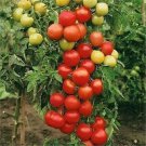 50 Moneymaker Heirloom Tomato Seeds Fresh Harvest For Gardens Fast Growing 50 Moneymaker Heirloom Tomato Seeds Fresh Harvest For Gardens Fast Growing
