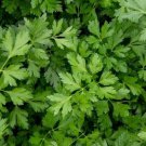 300 Winter Chervil Seeds Fresh Garden Fresh Harvest For Gardens Fast Growing