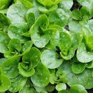 200 Dutch Corn Salad Seeds Broad Leaved Mache Fresh Harvest For Gardens Fast Growing 200 Dutch Corn Salad Seeds Broad Leaved Mache Fresh Harvest For Gardens Fast Growing