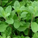 1000 Marjoram Seeds Fresh Garden Harvest Fresh Harvest For Gardens Fast Growing 1000 Marjoram Seeds Fresh Garden Harvest Fresh Harvest For Gardens Fast Growing