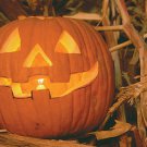 50 Jack O Lantern Pumpkin Seeds Carving Type Fresh Harvest For Gardens Fast Growing 50 Jack O Lantern Pumpkin Seeds Carving Type Fresh Harvest For Gardens Fast Growing