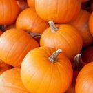 50 Small Sugar Pumpkin Seeds Great For Pie Fresh Harvest For Gardens Fast Growing