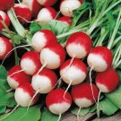 700 Sparkler White Tip Radish Seeds Fresh Harvest For Gardens Fast Growing 700 Sparkler White Tip Radish Seeds Fresh Harvest For Gardens Fast Growing