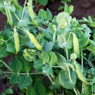 150 Little Marvel Pea Seeds Non GMO Fresh Harvest For Gardens Fast Growing 150 Little Marvel Pea Seeds Non GMO Fresh Harvest For Gardens Fast Growing