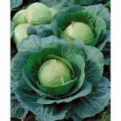 250 Danish Ballhead Cabbage Seeds Fresh Harvest For Gardens Fast Growing