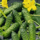 25 Calypso Hybrid Cucumber Seeds Fresh Harvest For Gardens Fast Growing 25 Calypso Hybrid Cucumber Seeds Fresh Harvest For Gardens Fast Growing