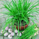 300 Garlic Chive Seeds Non GMO Fresh Fresh Harvest For Gardens Fast Growing 300 Garlic Chive Seeds Non GMO Fresh Fresh Harvest For Gardens Fast Growing