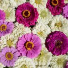 250 Blueberry Cheesecake Zinnia Colorful Fresh Harvest For Gardens Fast Growing 250 Blueberry Cheesecake Zinnia Colorful Fresh Harvest For Gardens Fast Growing