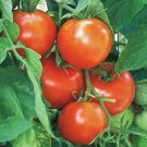 50 New Yorker Tomato Seeds Fresh Harvest For Gardens Fast Growing