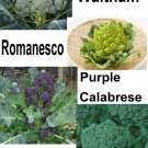 250 Broccoli Gourmet Blend Equal Parts Fresh Harvest For Gardens Fast Growing 250 Broccoli Gourmet Blend Equal Parts Fresh Harvest For Gardens Fast Growing
