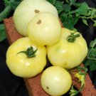 50 White Beefsteak Tomato Seeds Heirloom Fresh Harvest For Gardens Fast Growing 50 White Beefsteak Tomato Seeds Heirloom Fresh Harvest For Gardens Fast Growing