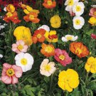 800 California Poppy Formula Mix Seeds Fresh Harvest For Gardens Fast Growing 800 California Poppy Formula Mix Seeds Fresh Harvest For Gardens Fast Growing