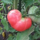 50 Ponderosa Pink Tomato Seeds Fresh Harvest For Gardens Fast Growing