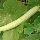 25 Pale Armenian Cucumber Seeds Fresh Harvest For Gardens Fast Growing