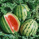 25 Dixie Queen Watermelon Seeds Fresh Harvest For Gardens Fast Growing