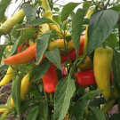 25 Hungarian Hot Wax Pepper Seeds Fresh Harvest For Gardens Fast Growing 25 Hungarian Hot Wax Pepper Seeds Fresh Harvest For Gardens Fast Growing