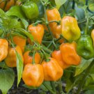 25 Habanero Orange Hot Pepper Seeds Fresh Harvest For Gardens Fast Growing 25 Habanero Orange Hot Pepper Seeds Fresh Harvest For Gardens Fast Growing