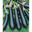 50 Eggplant Long Purple Seeds Fresh Harvest For Gardens Fast Growing