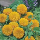 50 Teddy Bear Sun Flower Fresh Harvest For Gardens Fast Growing 50 Teddy Bear Sun Flower Fresh Harvest For Gardens Fast Growing